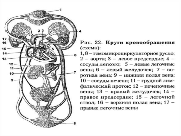 Полая Вена малый круг кровообращения