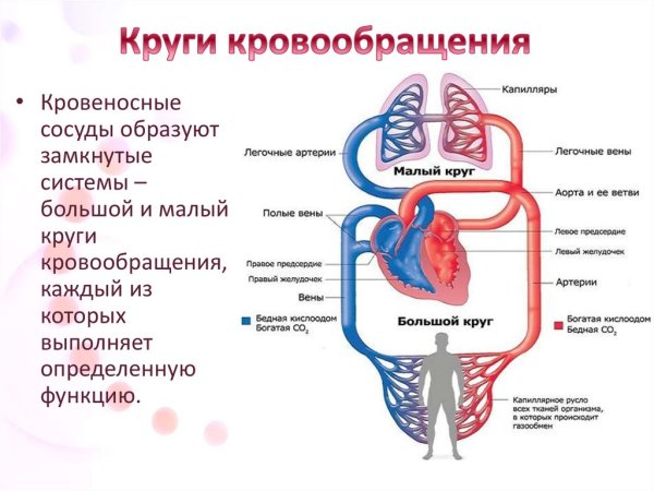 Схема кругов кровообращения 8 класс биология
