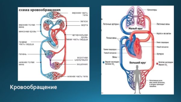 Малый круг крововбращеия человек схепма