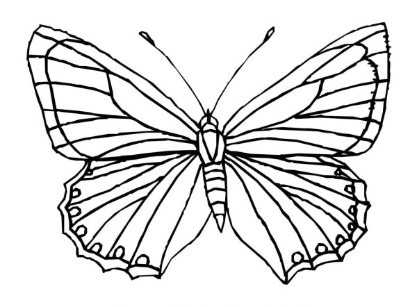 Раскраска насекомые бабочка