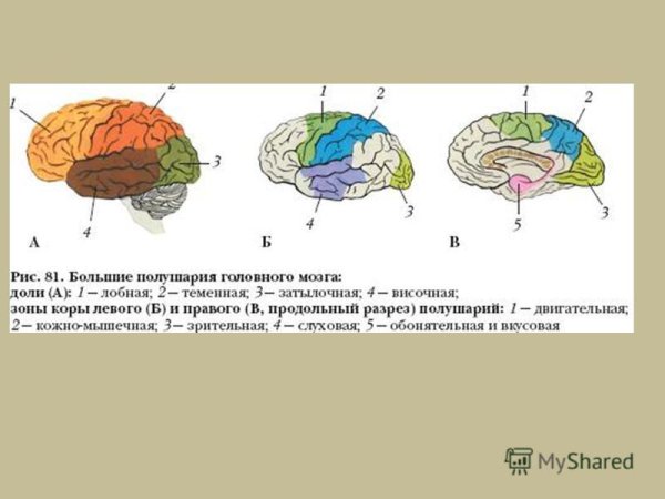 Большие полушария головного мозга рис 23