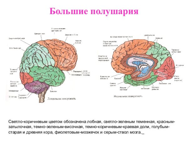 Строения больших полушарий головного мозга человека