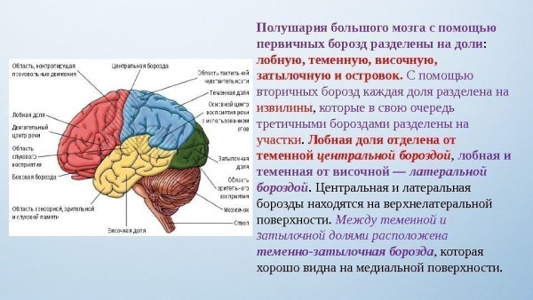 Борозды разделяющие доли головного мозга