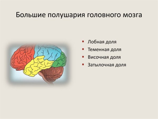 Функции долей больших полушарий