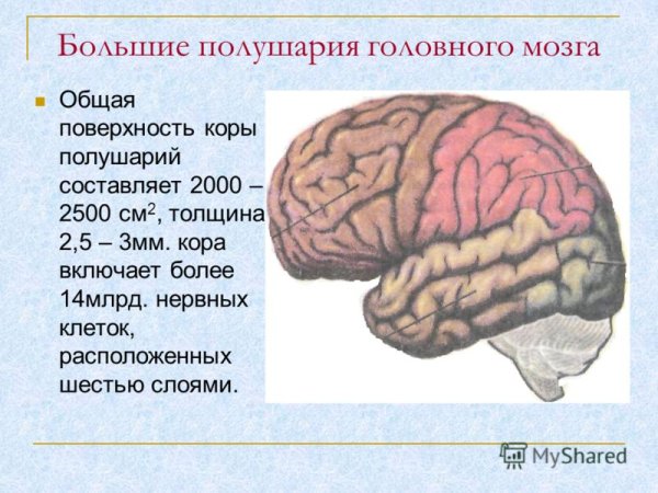 Строение коры больших полушарий мозга