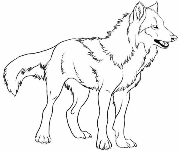 Волк картинка для детей раскраска