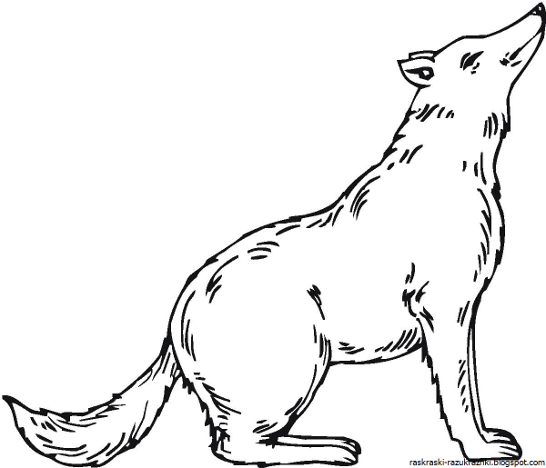 Волк раскраска для детей