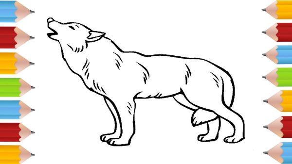 Раскраска волк