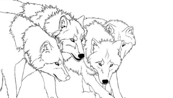 Рисунок волка для срисовки
