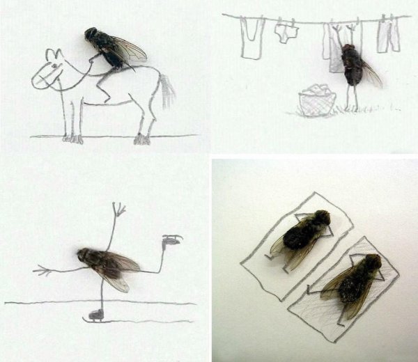 Муха прикольные картинки