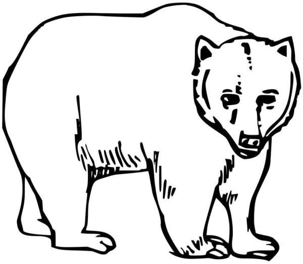 Медведь раскраска