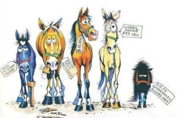 Конь карикатура