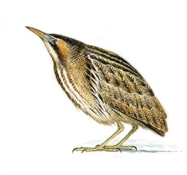 Выпь птица для детей