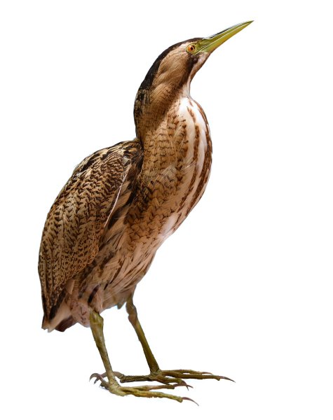 Большая выпь