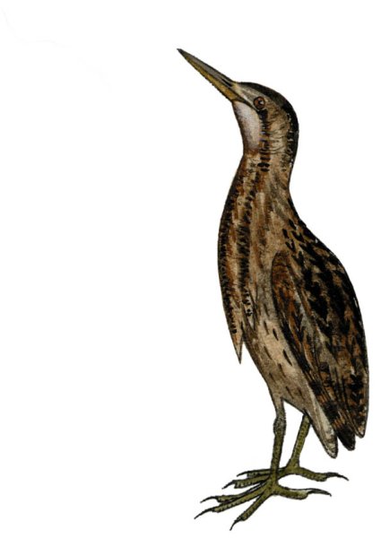 Большая выпь раскраска