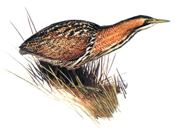 Большая выпь (Botaurus Stellaris (l.)