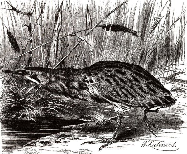 Выпь раскраска для детей