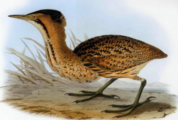 Выпь раскраска