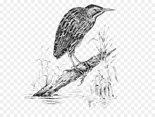 Большая выпь раскраска