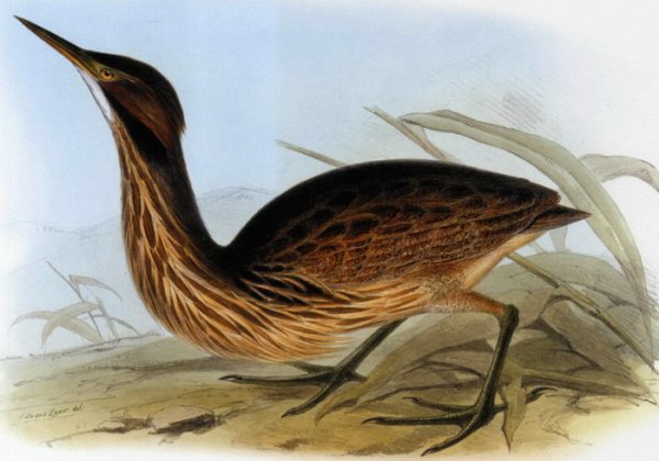 Выпь раскраска для детей