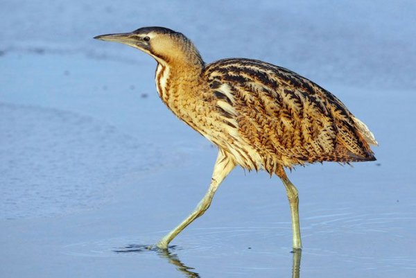 Болотные птицы раскраска