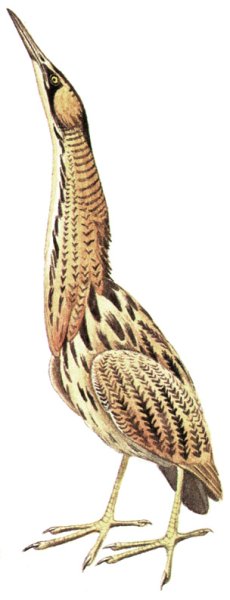 Детские рисунки птички малая выпь