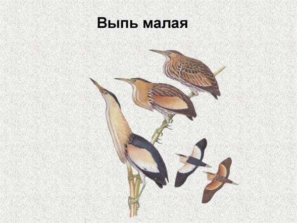 Выпь Болотная