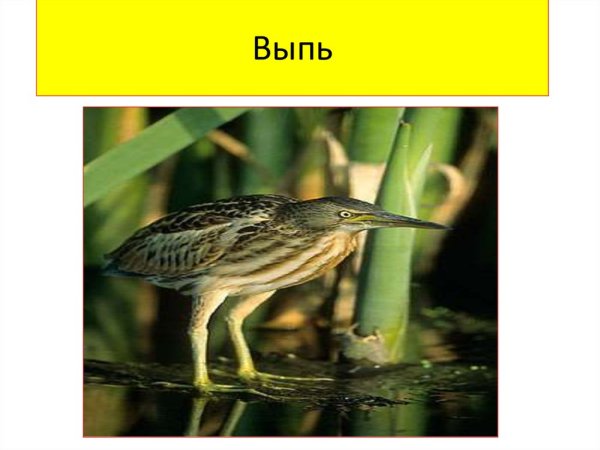 Зарисовки натуралистов