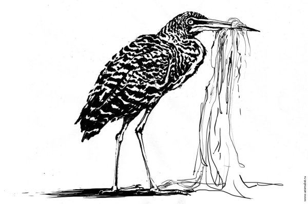 Выпь для детей