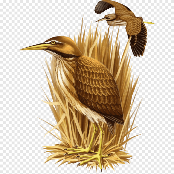 Выпь для детей