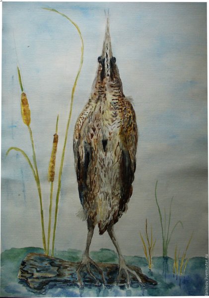 Выпь раскраска