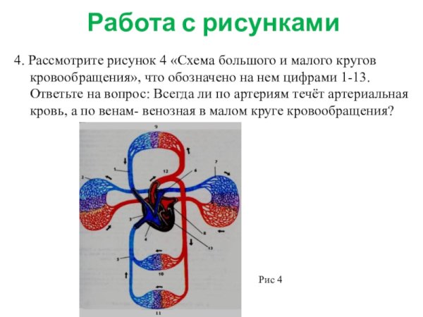 Малый круг кровообращения 8 класс биология