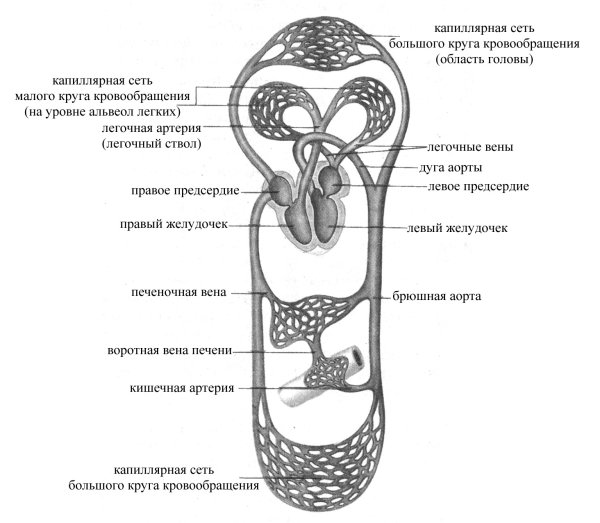 Большой круг кровообращения рисунок