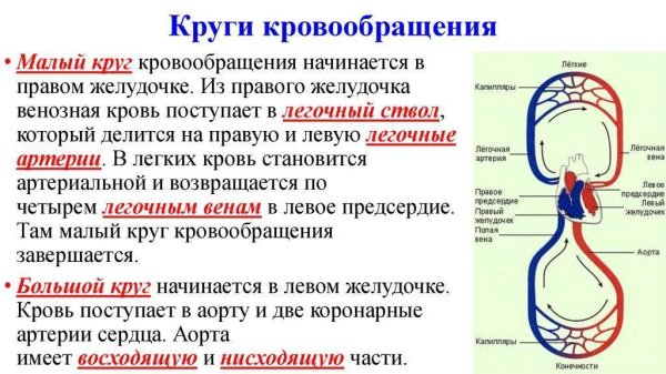 Малый круг кровообращения кратко схема