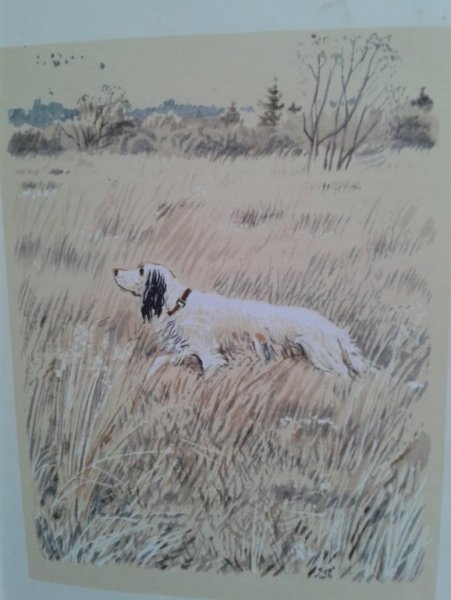 Гавриил Троепольский “белый Бим черное ухо” иллюстрации