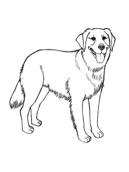 Золотистый ретривер щенки раскраска