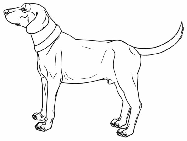 Раскраска охотничья собака