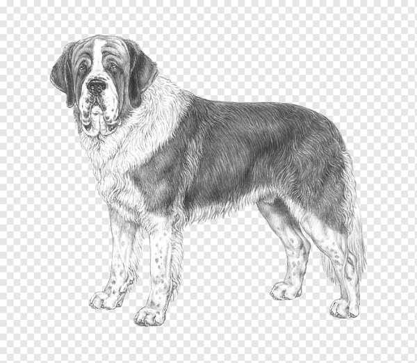 Щенок сенбернара стандарт породы