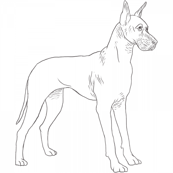 Немецкий дог раскраска