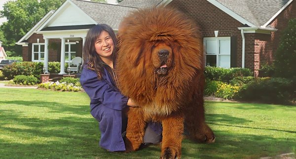 Огромная грудь рисунки