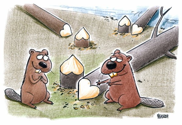 Карикатуры с бобром