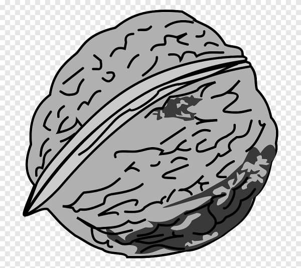 Нарисовать орех