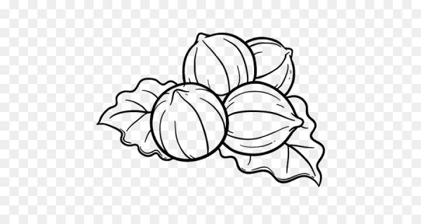 Орех раскраска