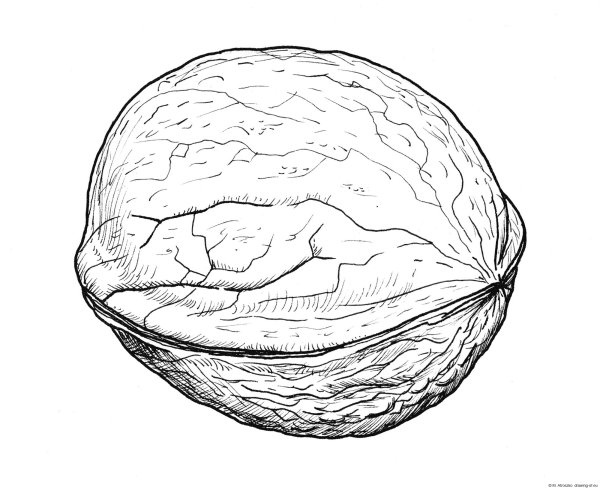 Грецкий орех раскраска для детей