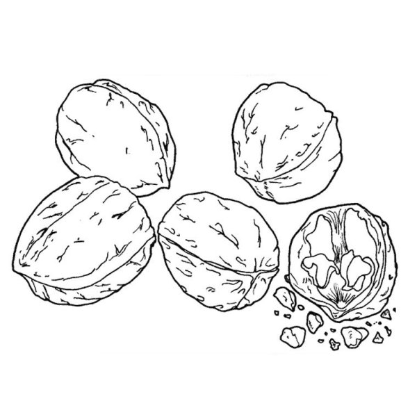 Орешки раскраска