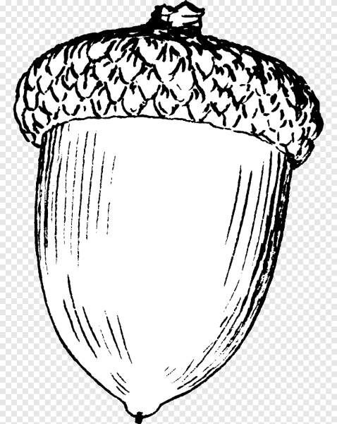 Жёлудь для раскрашивания детям