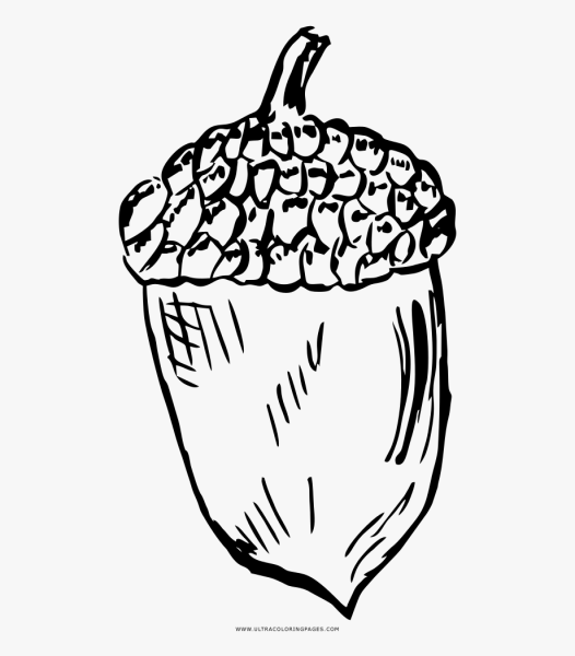 Желудь раскраска