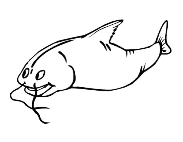 Сом раскраска для детей
