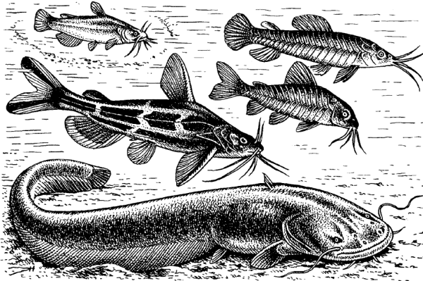 Отряд сомообразные