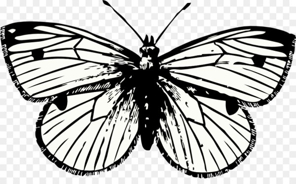 Насекомые черно белые